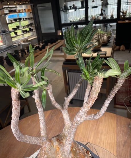 パキポディウム グラキリス　Pachypodium gracilius 　発根済　(gk-305)