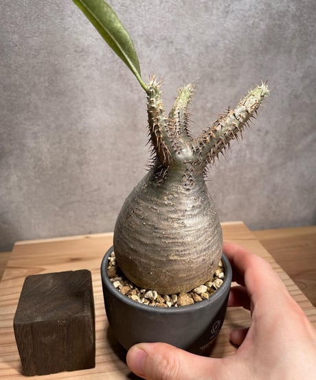 パキポディウム グラキリス　Pachypodium gracilius 　発根済　(商品番号gk-52valiem)  VALIEM 　BOWL　sizeS　(VALIEMタグ付き)