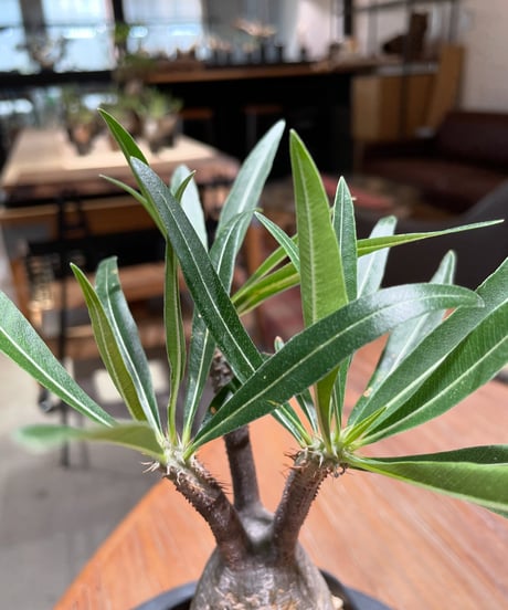 パキポディウム グラキリス　Pachypodium gracilius 　発根済　(gk-375)