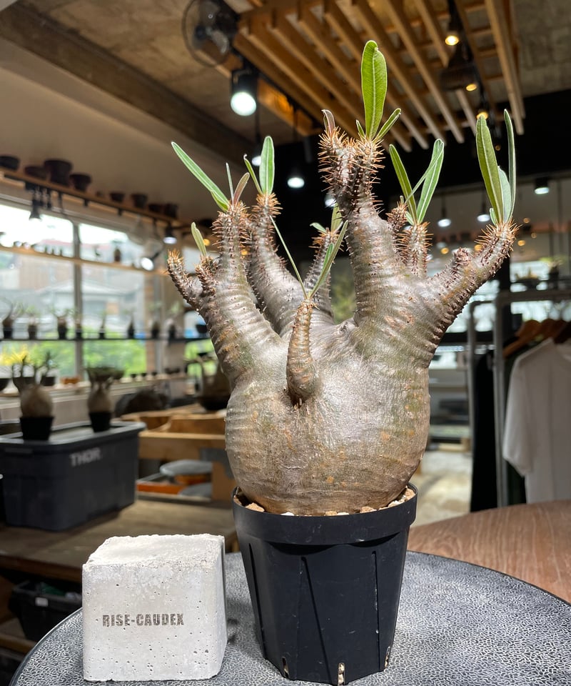 ザ*）様 パキポディウム グラキリス 発根済pachypodhium Graci パキポディウム グラキリス 多頭 Pachypodium gracilius 発根済