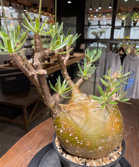 パキポディウム グラキリス　Pachypodium gracilius 　発根済　(gk-448）