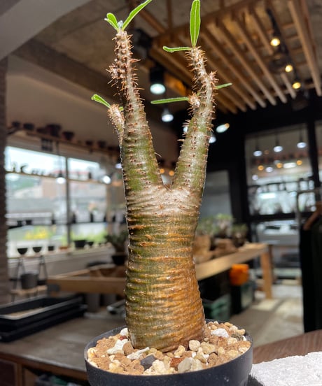 パキポディウム グラキリス　Pachypodium gracilius 　発根済　(gk-538)