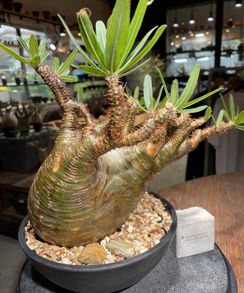 パキポディウム グラキリス Pachypodium gracilius 発根済 (gk-53