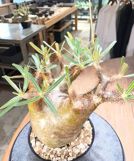 パキポディウム グラキリス　Pachypodium gracilius 　発根済　(gk-568)