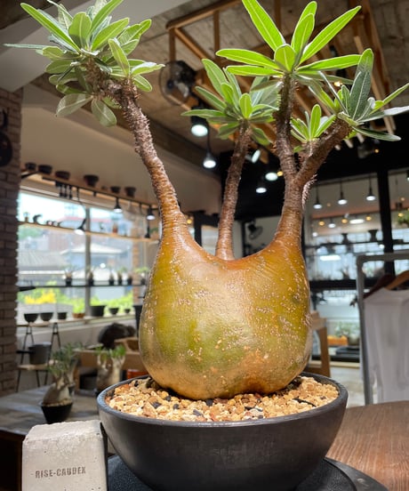 パキポディウム グラキリス　Pachypodium gracilius 　発根済　(gk-485)