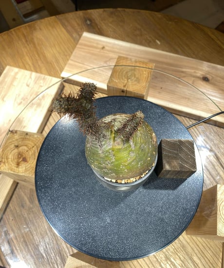 パキポディウム グラキリス　Pachypodium gracilius 　発根済　(商品番号gk-167valiem)
