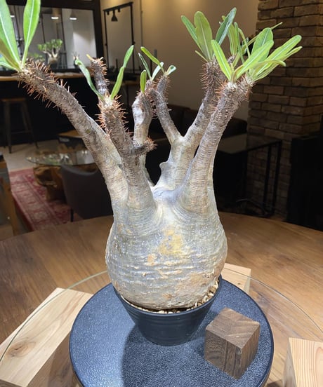 パキポディウム グラキリス　Pachypodium gracilius 　発根済　(商品番号gk-183)