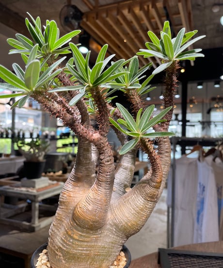 パキポディウム グラキリス　Pachypodium gracilius 　発根済　(gk-504）