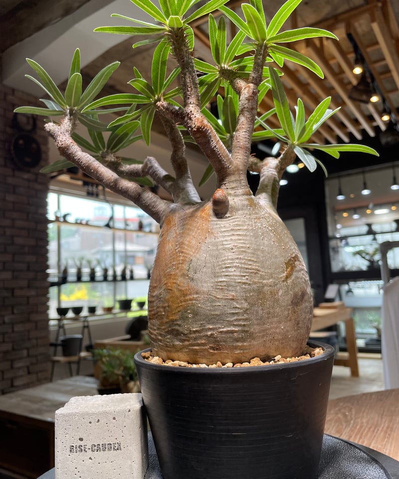 パキポディウム・グラキリス/Pachypodium gracilius パキポディウム グラキリス Pachypodium gracilius 発根済 (gk-47