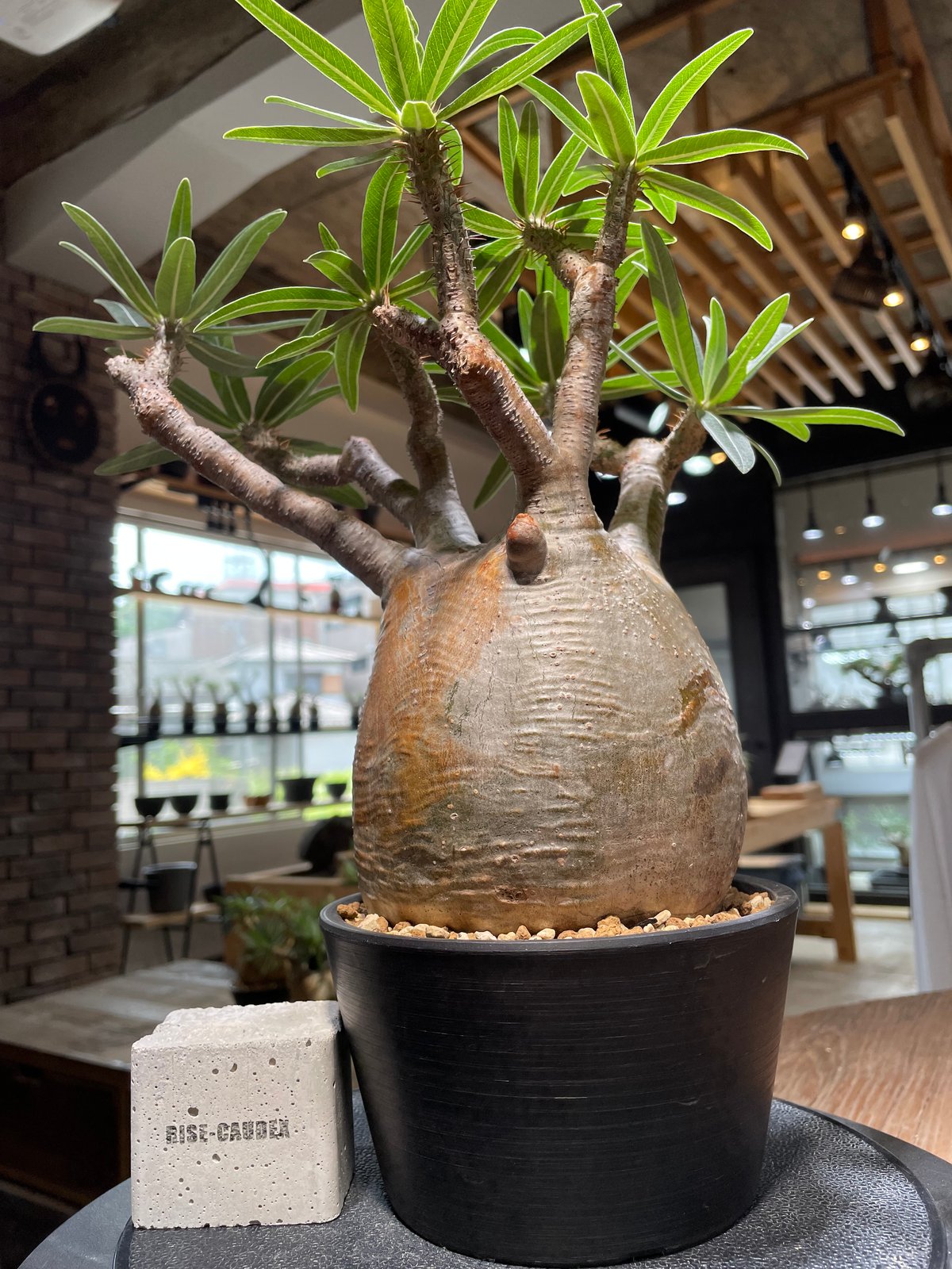 パキポディウム グラキリス Pachypodium gracilius 発根済 (gk-47