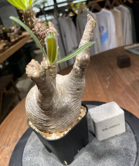 パキポディウム グラキリス　Pachypodium gracilius 　発根済　(gk-435)