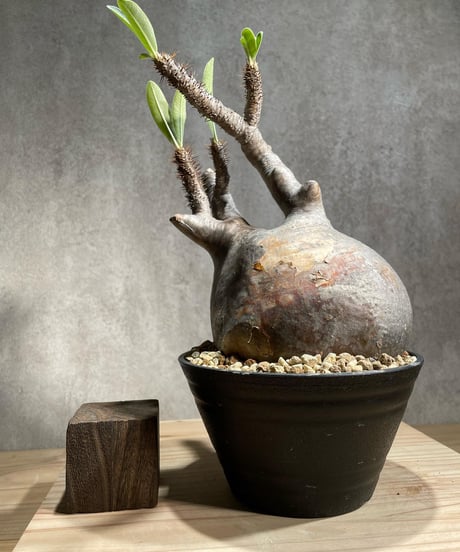 パキポディウム グラキリス　Pachypodium gracilius 　発根済　(商品番号gk-105)