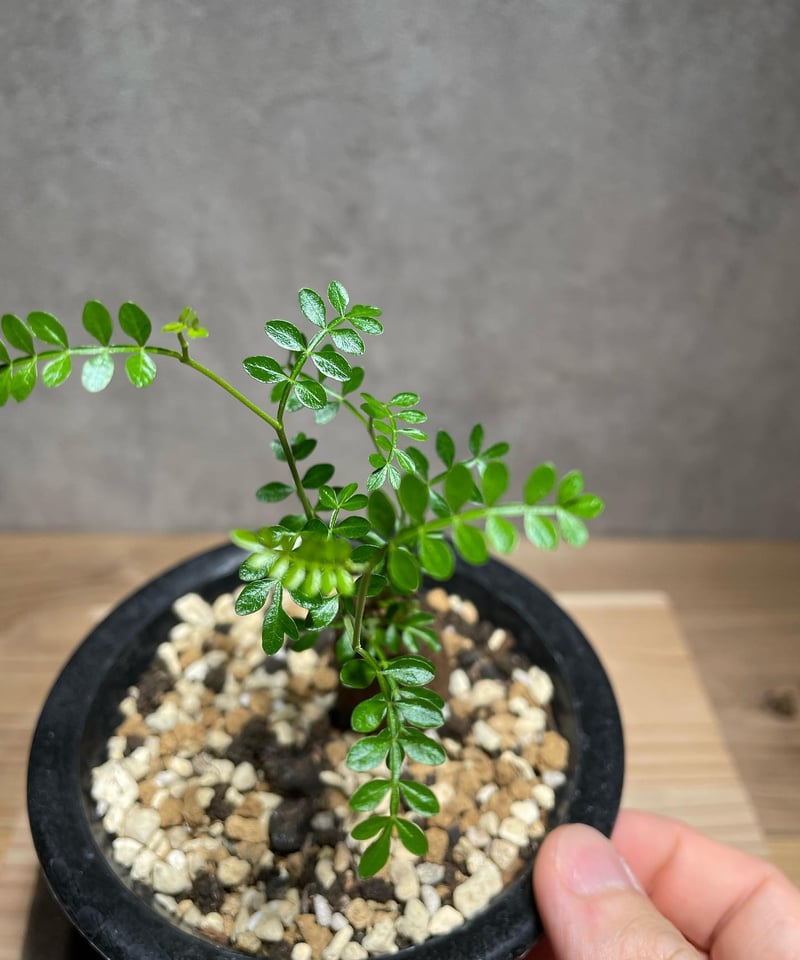 オペルクリカリア パキプス 根差し (商品番号PP-55) | RISE-CAUDEX ONL