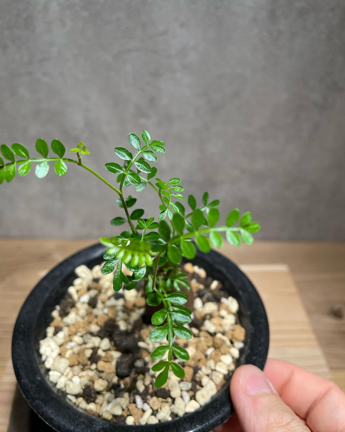 オペルクリカリア パキプス 根差し (商品番号PP-55) | RISE-CAUDEX ONL