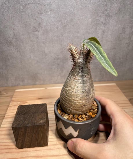 パキポディウム グラキリス　Pachypodium gracilius 　発根済　(商品番号gk-61valiem)  VALIEM 　BOWL　sizeXS　(VALIEMタグ付き)