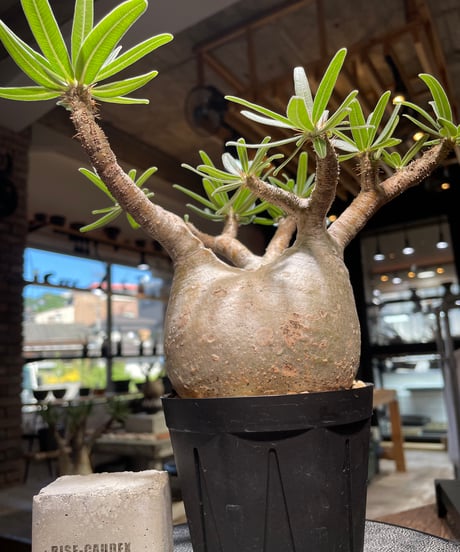 パキポディウム グラキリス　Pachypodium gracilius 　発根済　(gk-508）