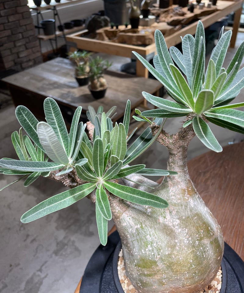 パキポディウム グラキリス Pachypodium gracilius 発根済 (gk-47