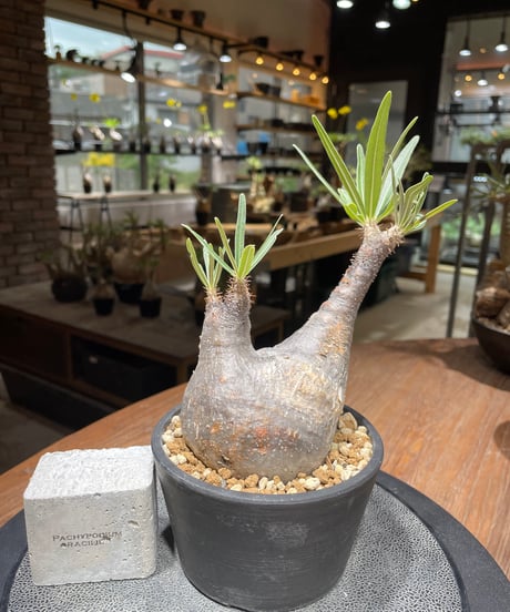 パキポディウム グラキリス　Pachypodium gracilius 　発根済　(gk-462)