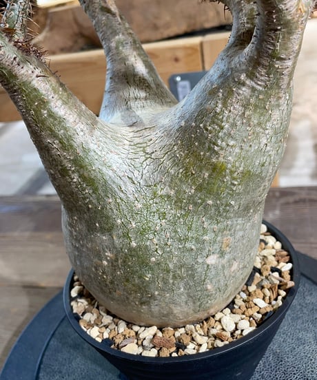 パキポディウム グラキリス　Pachypodium gracilius 　発根済　(gk-429)