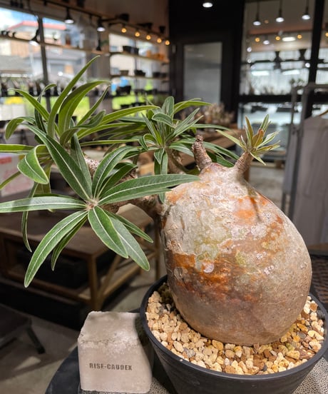 パキポディウム グラキリス　Pachypodium gracilius 　発根済　(gk-497）