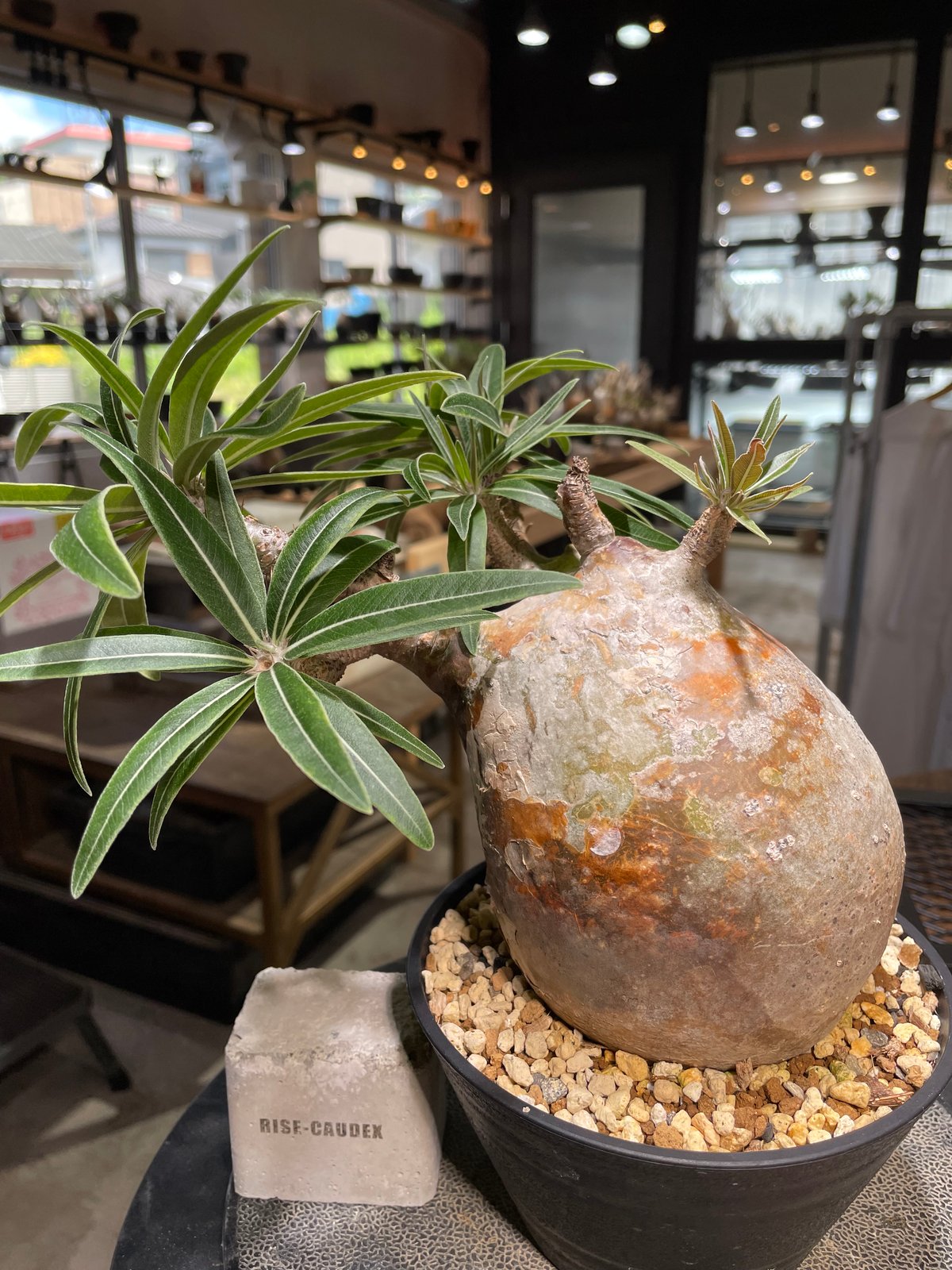 パキポディウム グラキリス 発根済 Pachypodium gracilius パキポディウム グラキリス 多頭 Pachypodium gracilius 発根済 (gk