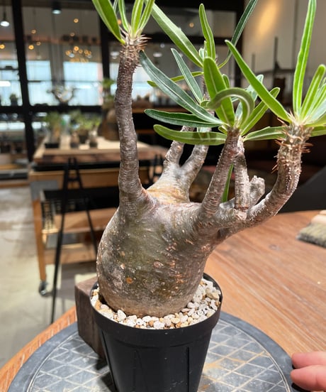 パキポディウム グラキリス　Pachypodium gracilius 　発根済　(gk-384)