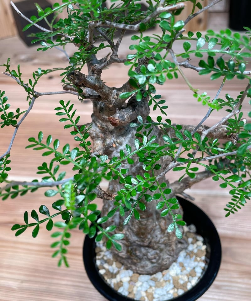 オペルクリカリア パキプス／Operculicarya pachypus 発根済 (塊根幅7c