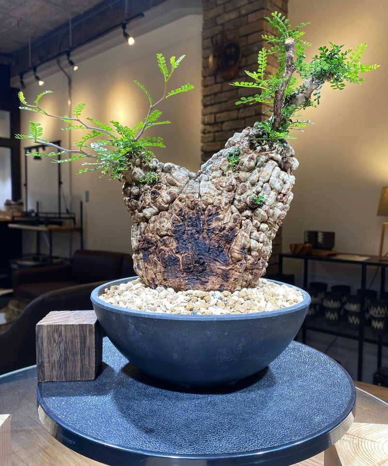 オペルクリカリア パキプス×N/OH 　ダブルヘッド 発根済み株　大サイズ オペルクリカリア パキプス×N/OH ダブルヘッド 発根済み株 大