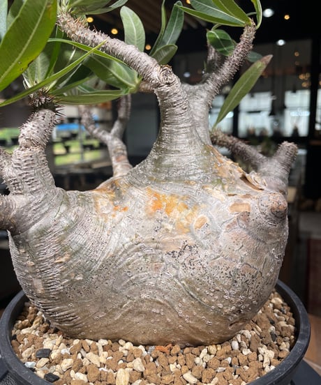 パキポディウム グラキリス　Pachypodium gracilius 　発根済　(gk-306)