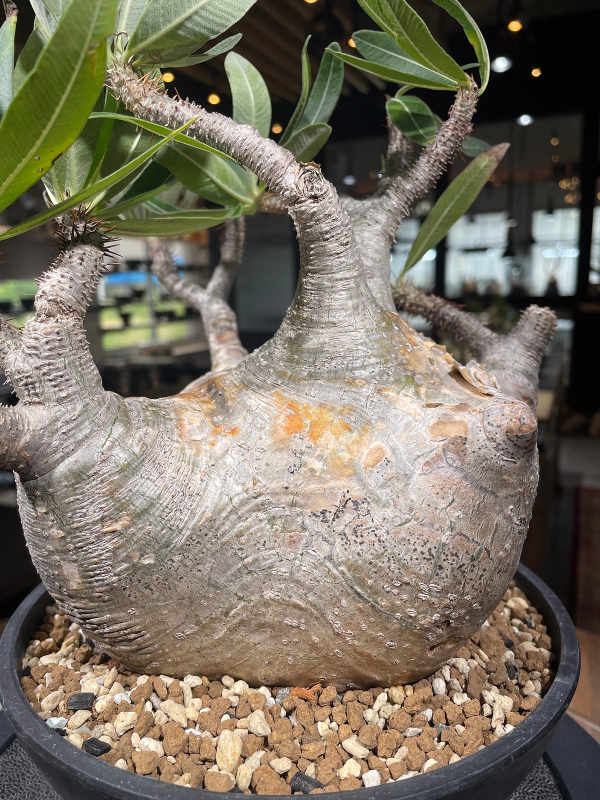 【王道】パキポディウム☆グラキリス パキポディウム グラキリス Pachypodium gracilius 発根済 (gk-30