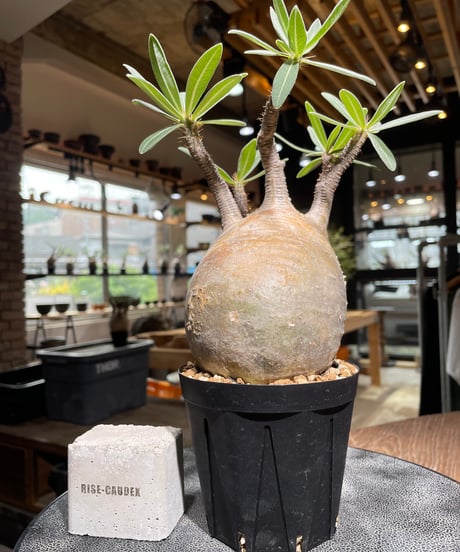 パキポディウム グラキリス　Pachypodium gracilius 　発根済　(gk-527)