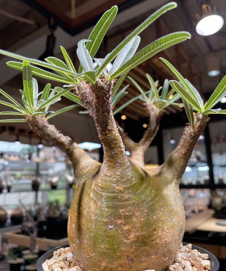 パキポディム グラキリス　Pachypodium gracilius 　発根済　(gk-207)