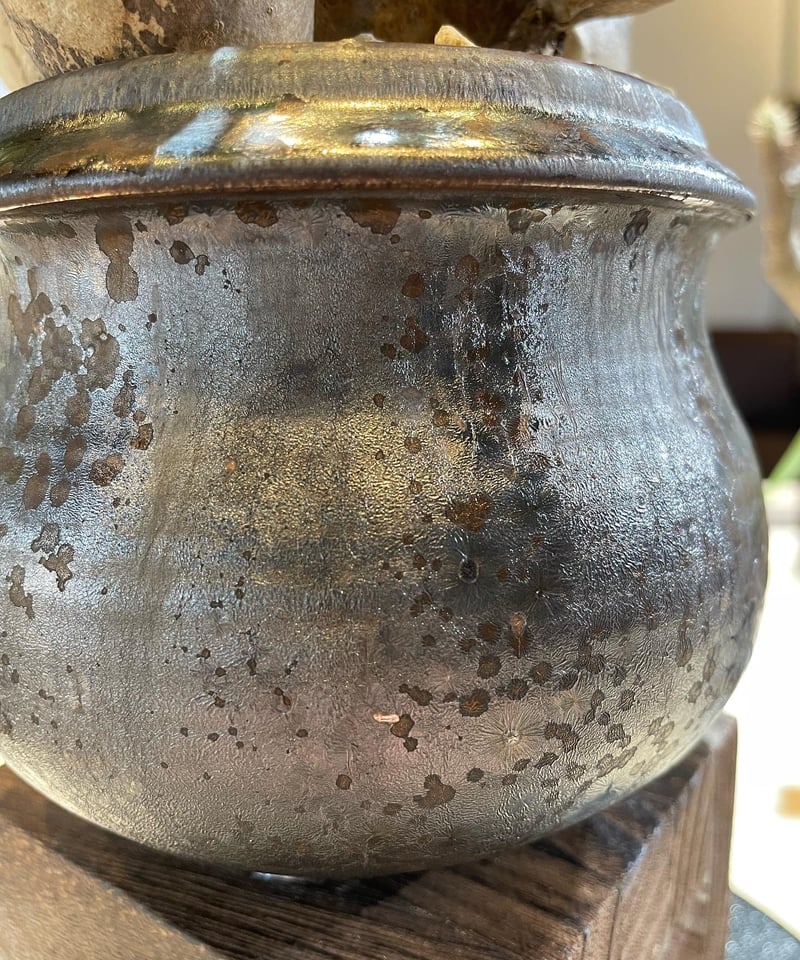 パキポディウム グラキリス 多頭 Pachypodium gracilius 発根済 (商品