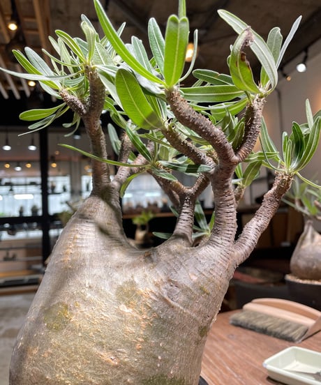 パキポディウム グラキリス　Pachypodium gracilius 　発根済　(gk-367)