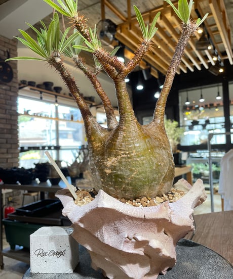 パキポディウム グラキリス　Pachypodium gracilius 　発根済　(gk-547)（鉢：RAVOR　M）