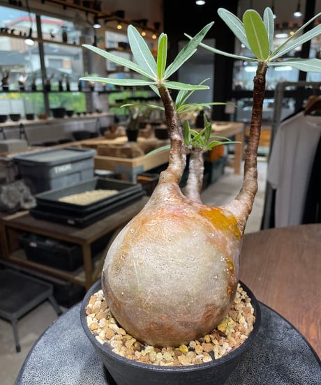パキポディウム グラキリス　Pachypodium gracilius 　発根済　(gk-523）