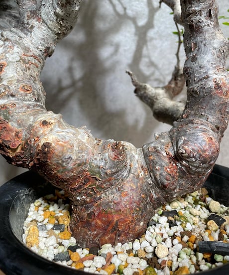 コミフォラ モンストローサ /Commiphora monstrosa　発根済　 (幹幅約6.5cm)　(商品番号mr-14)