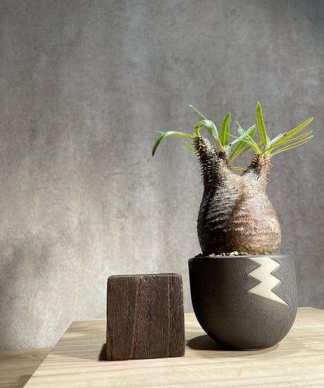 パキポディウム グラキリス　Pachypodium gracilius 　発根済　(商品番号gk-82valiem)  VALIEM 　(VALIEMタグ付き)
