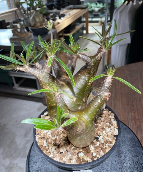 パキポディウム グラキリス　2頭　Pachypodium gracilius 　発根済　(gk-550)
