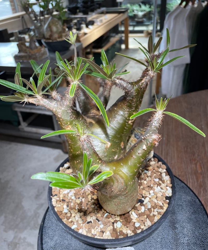 パキポディウム グラキリス 2頭 Pachypodium gracilius 発根済 (gk