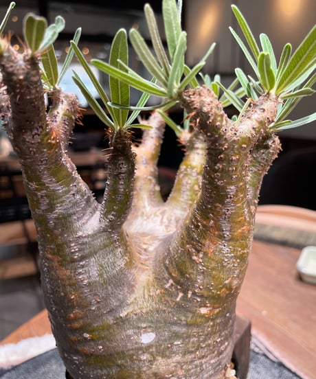 パキポディウム グラキリス　Pachypodium gracilius 　発根済　(gk-399)