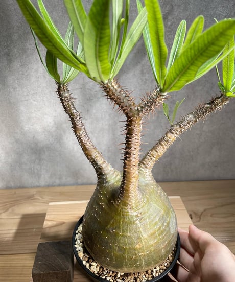 パキポディウム グラキリス　Pachypodium gracilius 　発根済　(商品番号gk-85)
