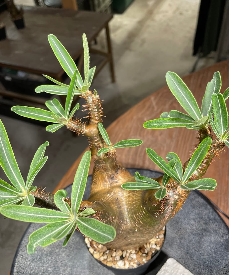 ザ*）様 パキポディウム グラキリス 発根済pachypodhium Graci ザ*）様