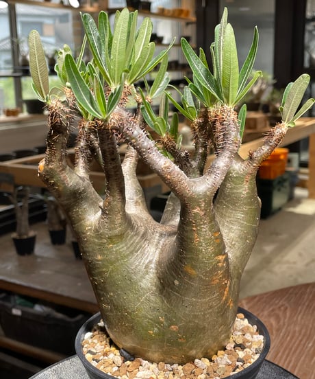 パキポディウム グラキリス　Pachypodium gracilius 　発根済　(gk-543)