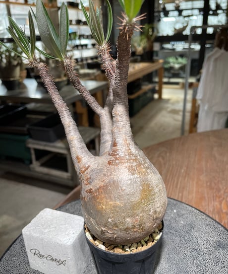 パキポディウム グラキリス　Pachypodium gracilius 　発根済　(gk-557)