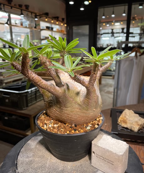 パキポディウム グラキリス　Pachypodium gracilius 　発根済　(gk-494）