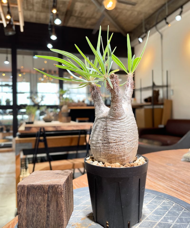 パキポディウム・グラキリス 発根済み 鉢込み 【公式通販】