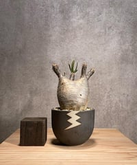 パキポディウム グラキリス　Pachypodium gracilius 　発根済　(商品番号gk-51valiem)  VALIEM 　BOWL　sizeS　(VALIEMタグ付き)