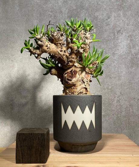 チレコドン レティキュラータス　Tylecodon reticulatus　万物想 　発根済　(商品番号cr-15valiem)VALIEM 　BLOCK　sizeM　(VALIEM巾着、タグ付き)