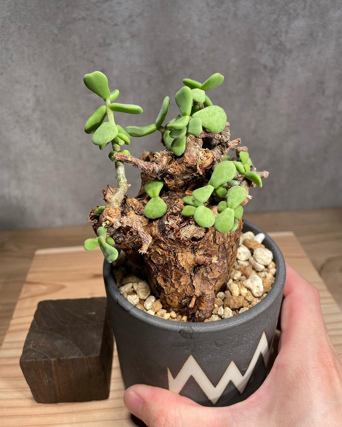 Ceraria pygmaea×N/OH　ケラリア ピグマエア　　発根済み ケラリア ピグマエア／Ceraria pygmaea 発根済 (商品番号pm-3